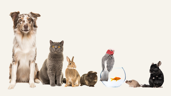 animals