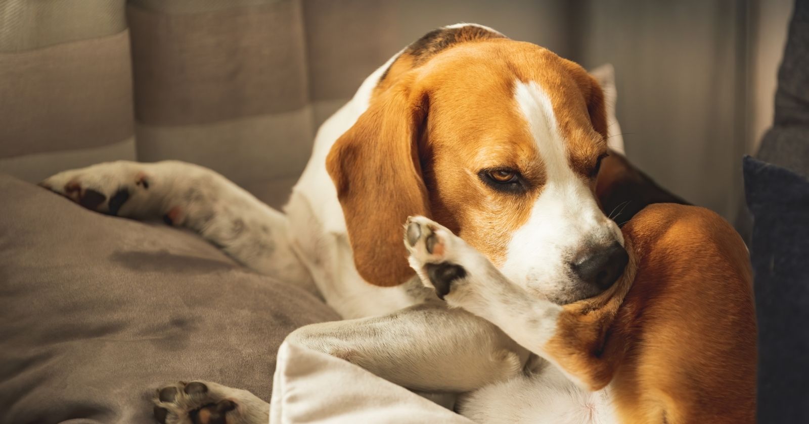 Köpeklerde Egzama Belirtileri, Nedenleri ve Tedavisi