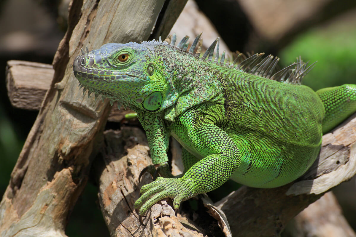 Yeşil Iguana Bakımı